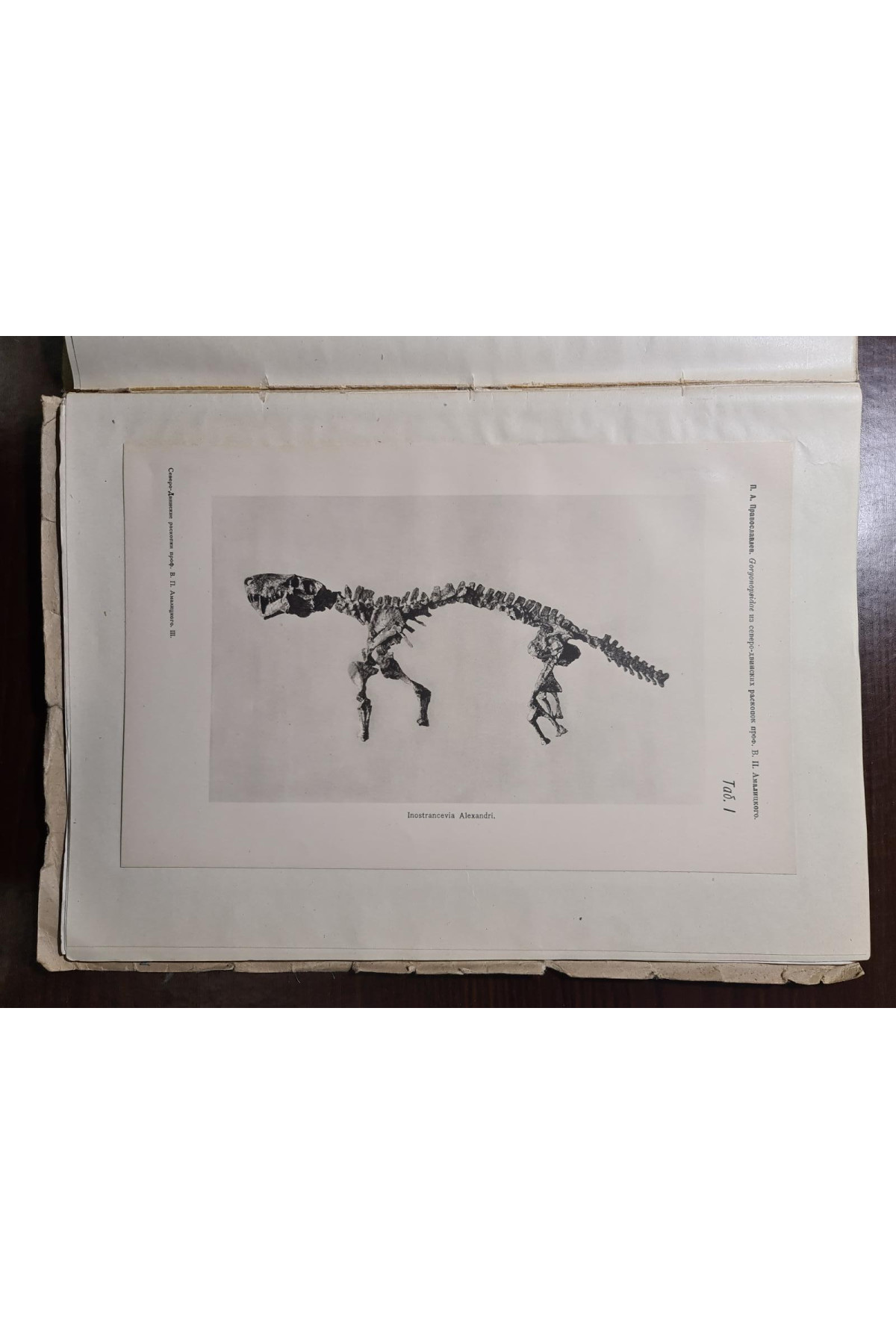 1927 г. Северо-двинских раскопок В. П. Амалицкого Описание скелетных остатков 