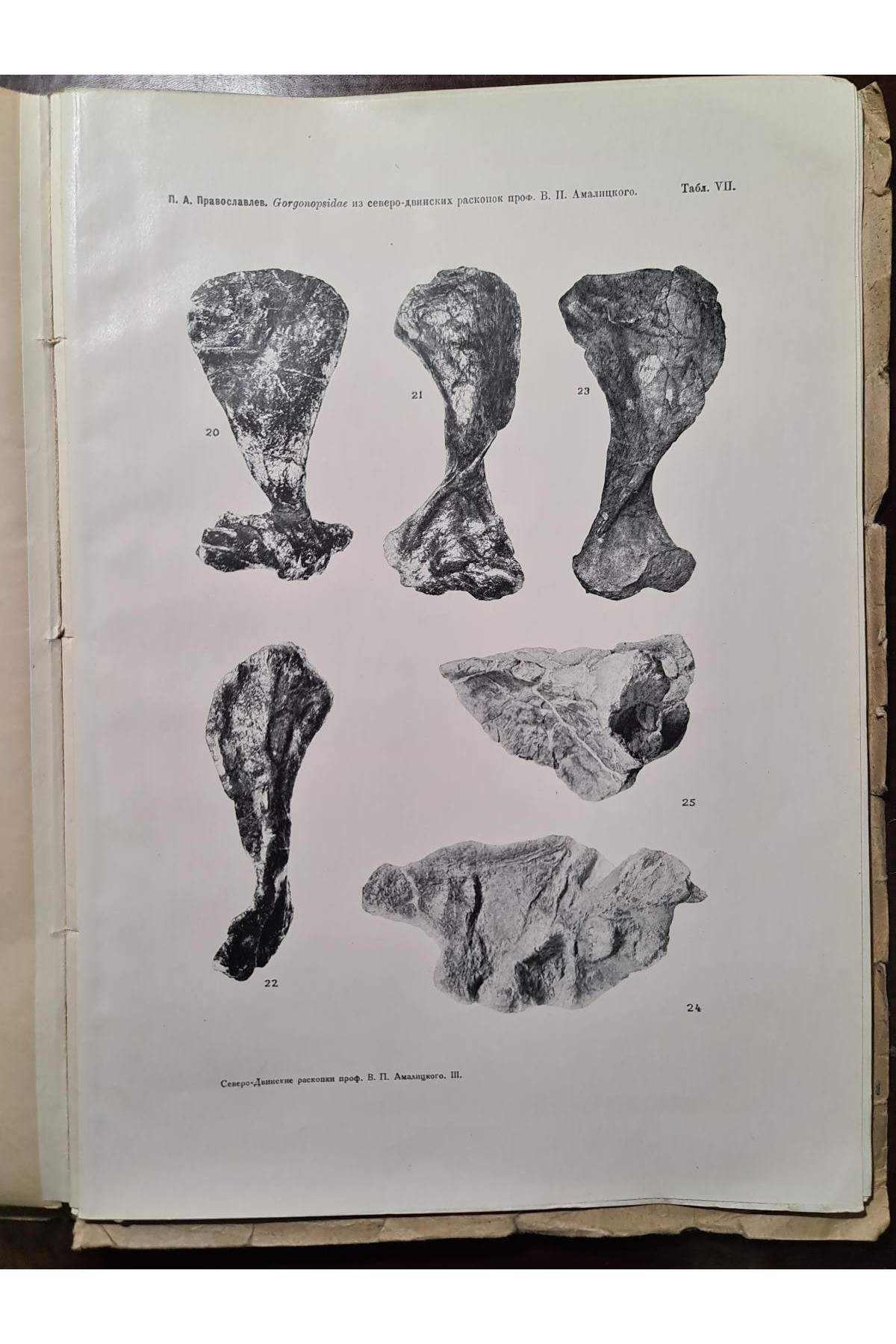 1927 г. Северо-двинских раскопок В. П. Амалицкого Описание скелетных остатков 