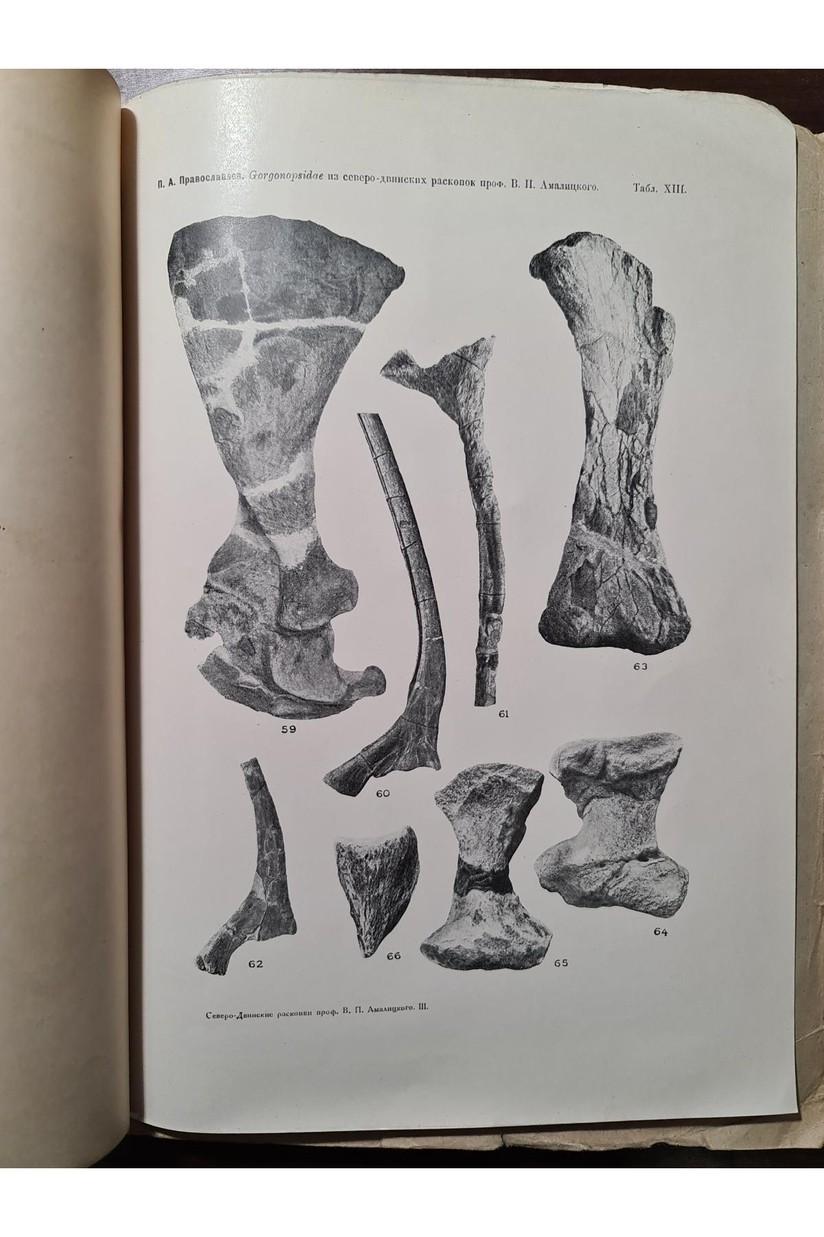 1927 г. Северо-двинских раскопок В. П. Амалицкого Описание скелетных остатков 