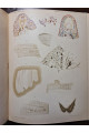 1903 р. Паразитизм личинок Anodonta