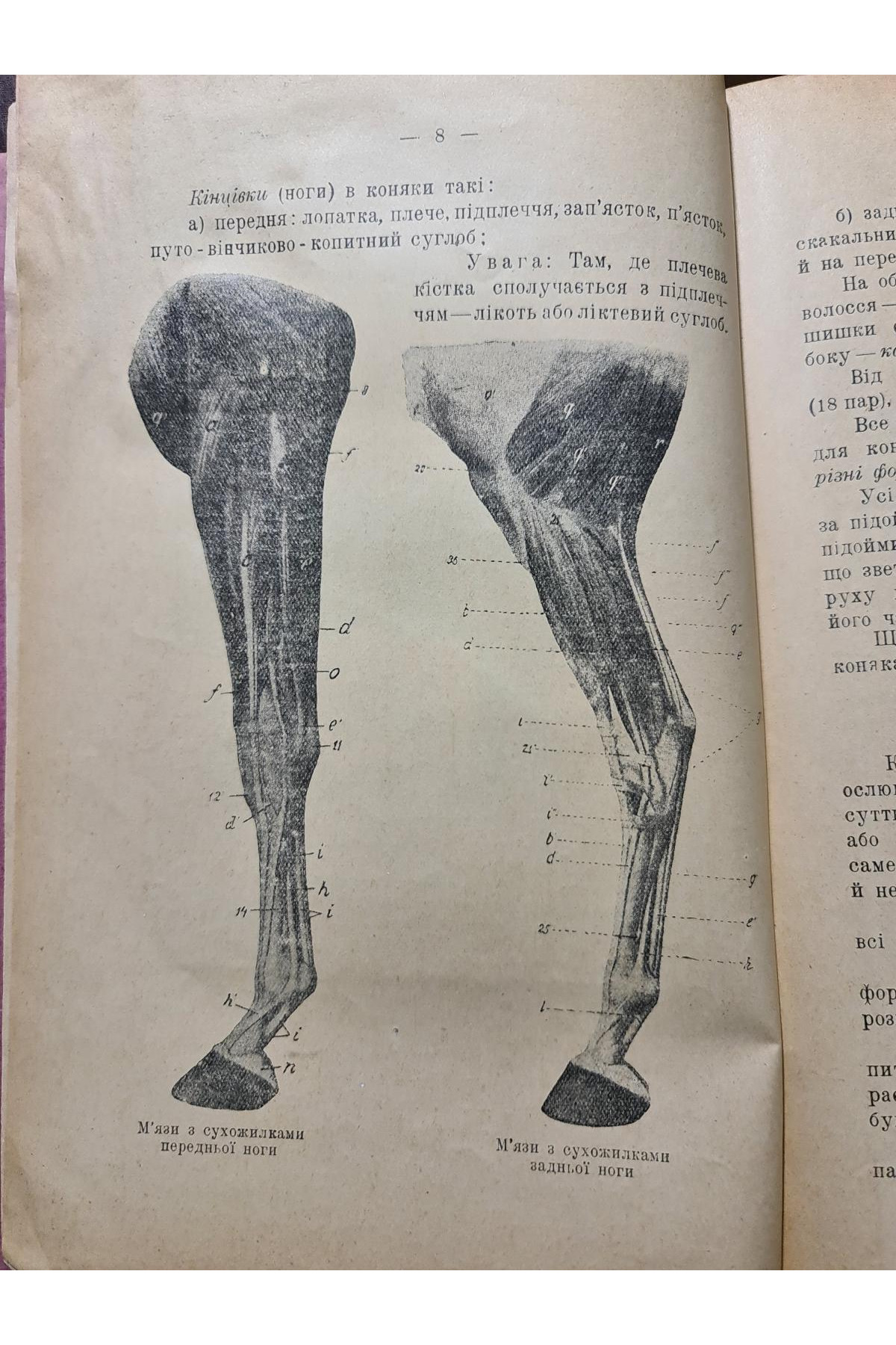 1926 р. Кування коней  