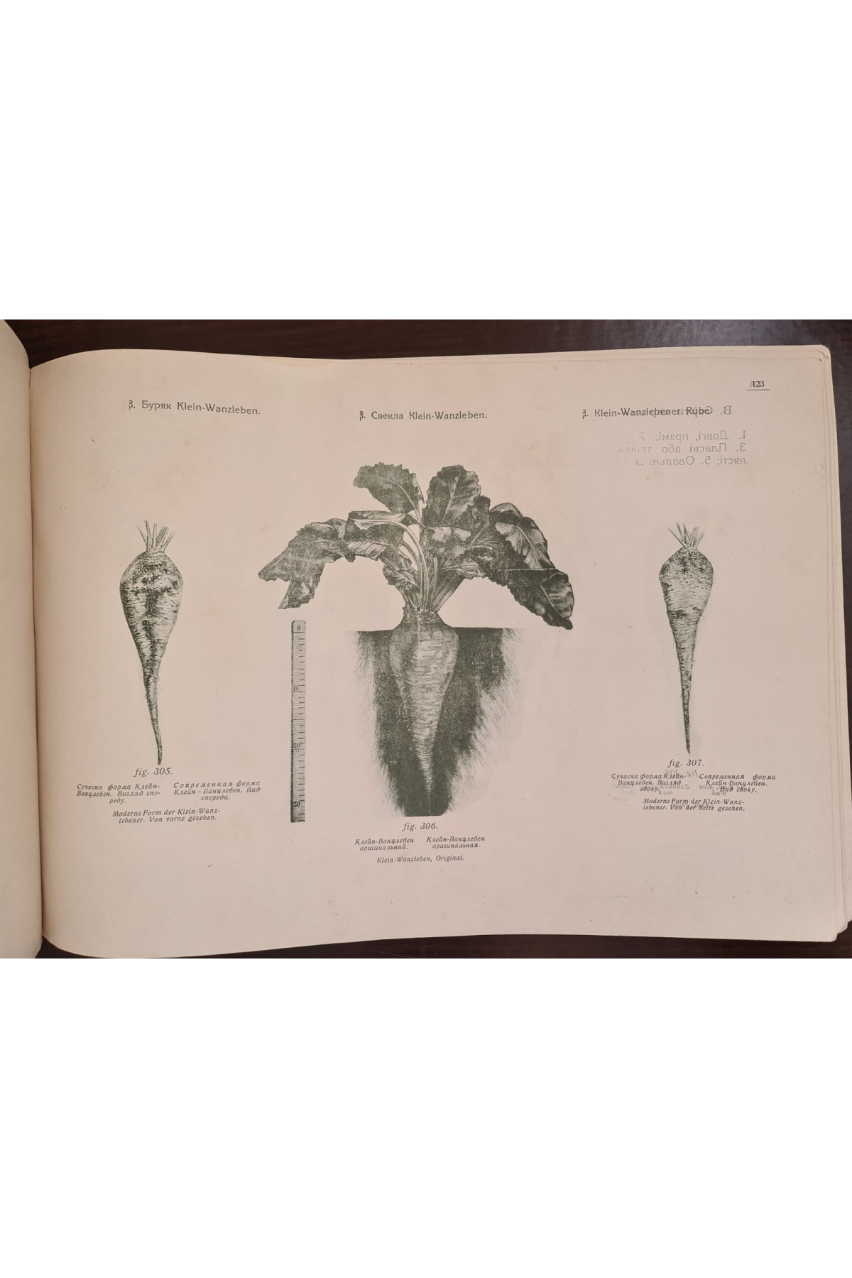 1922 р. Атлас малюнків з анатомії та біології цукрового буряка