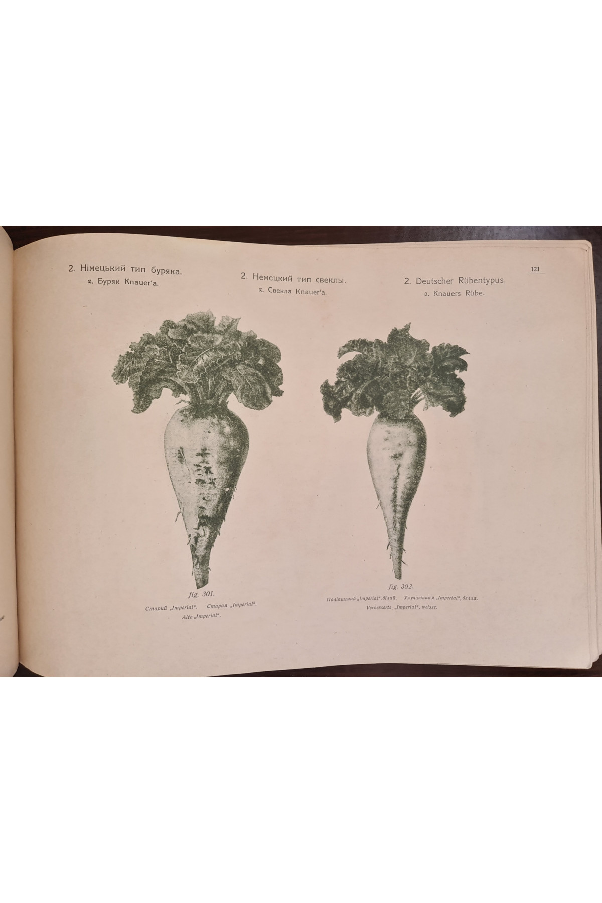 1922 р. Атлас малюнків з анатомії та біології цукрового буряка
