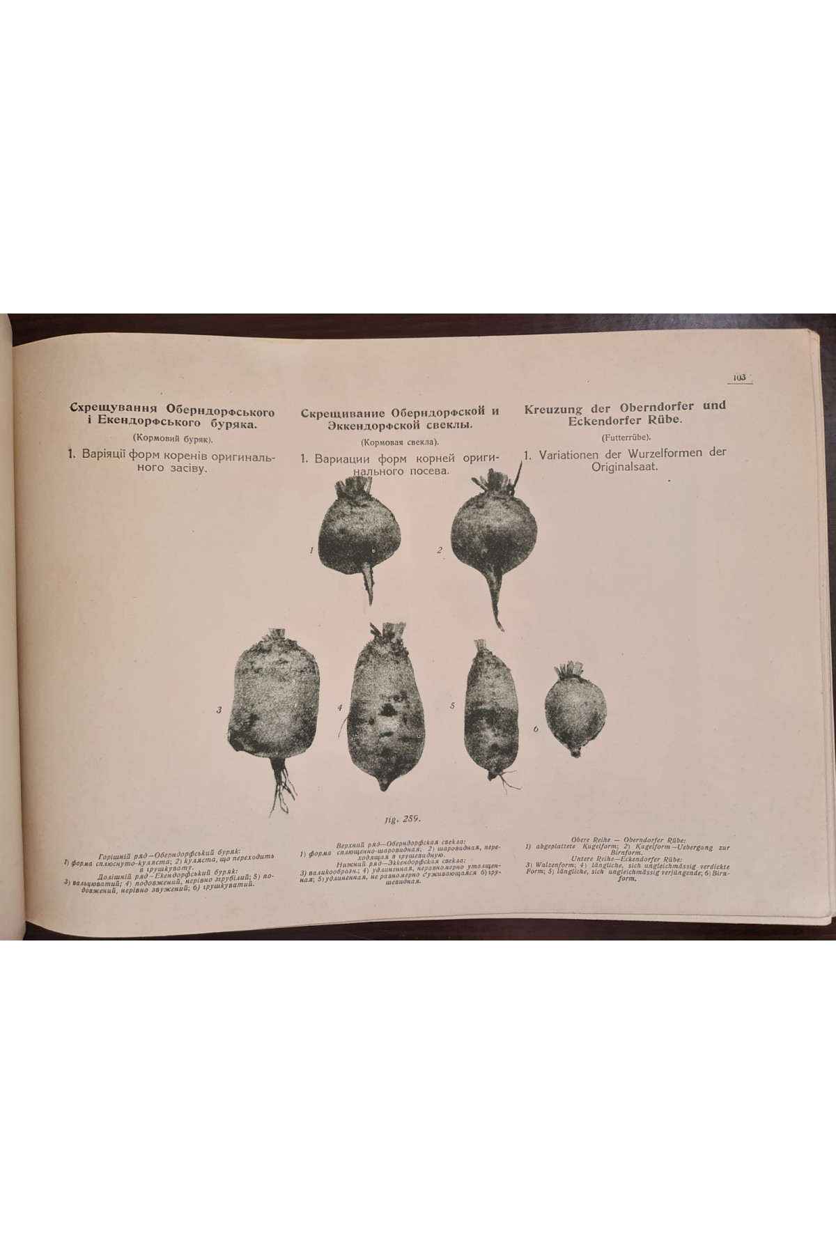 1922 р. Атлас малюнків з анатомії та біології цукрового буряка